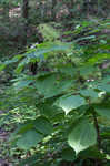 American spikenard